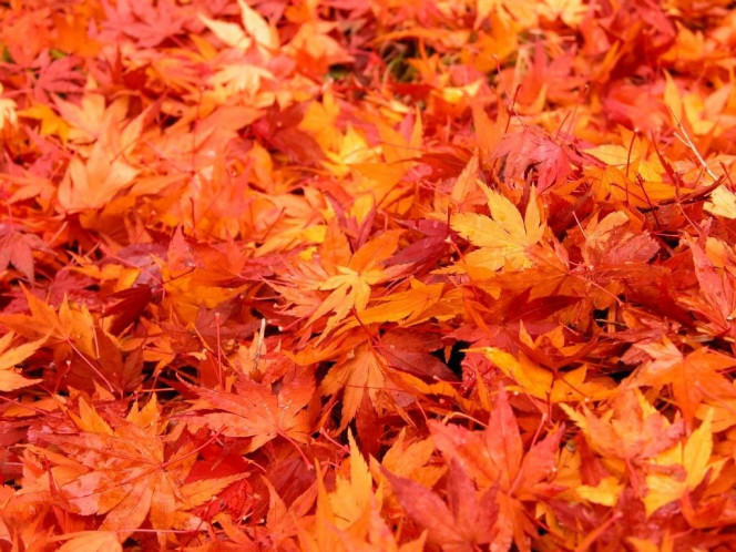 一张美味的图片 &middot; #957