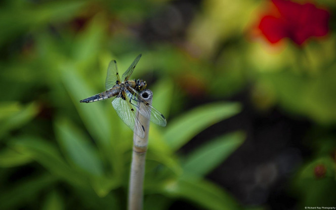 一张美味的图片 &middot; #1801