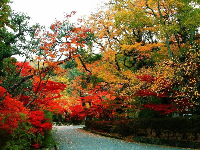 一张美味的图片 &middot; #593