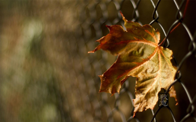 一张美味的图片 &middot; #3955