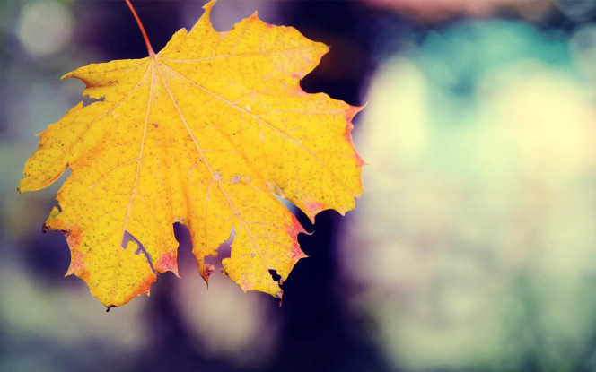 一张美味的图片 &middot; #1560