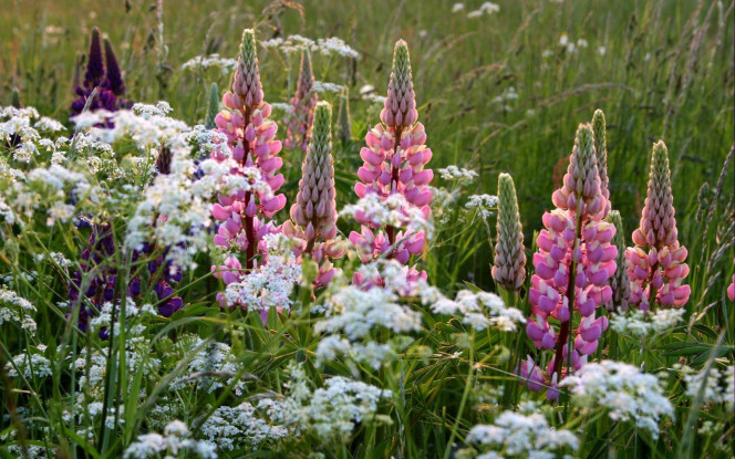 一张美味的图片 &middot; #1702