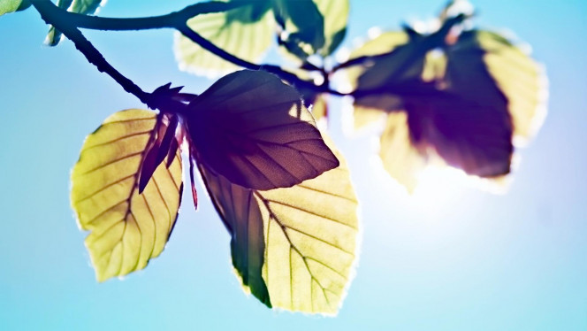 一张美味的图片 &middot; #3604