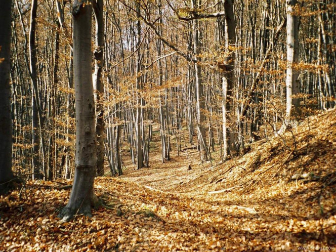 一张美味的图片 &middot; #829