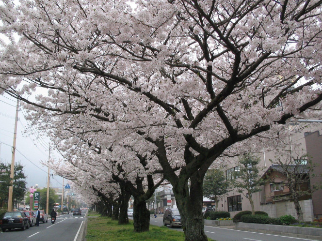 一张美味的图片 &middot; #1506