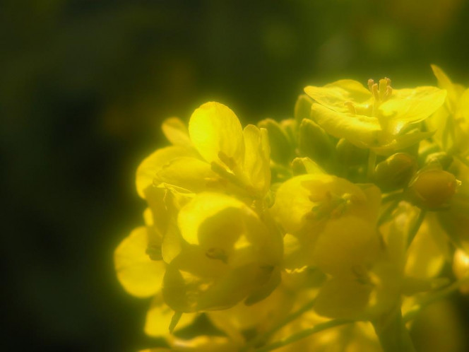 一张美味的图片 &middot; #854