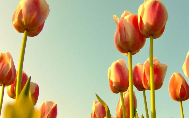 一张美味的图片 &middot; #2302