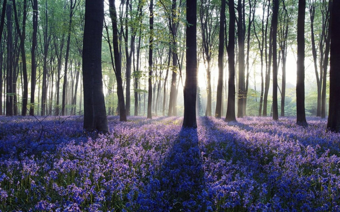 一张美味的图片 &middot; #812