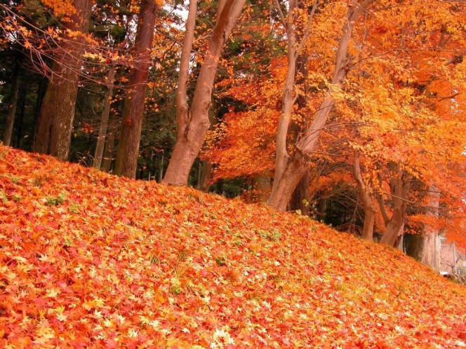 一张美味的图片 &middot; #996