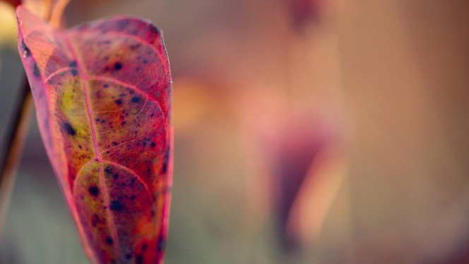 一张美味的图片 &middot; #659