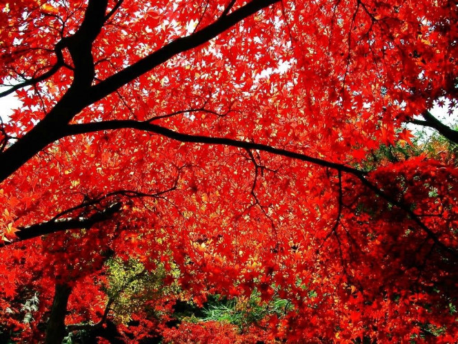 一张美味的图片 &middot; #559