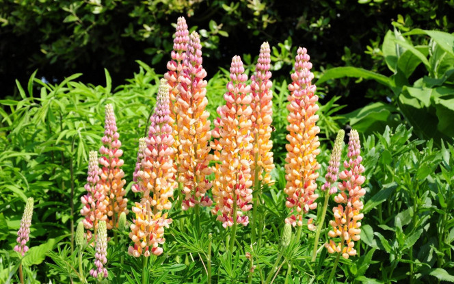 一张美味的图片 &middot; #1267