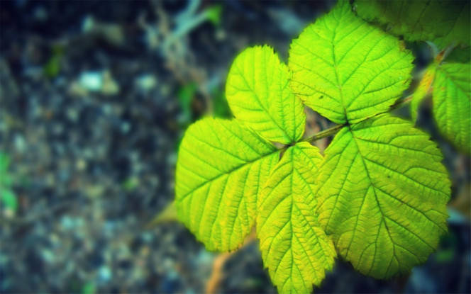 一张美味的图片 &middot; #3096