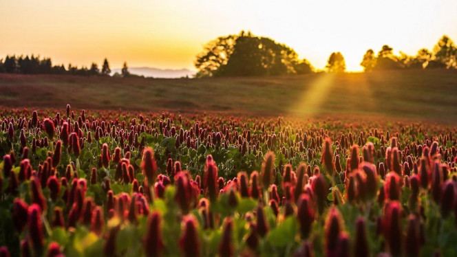 一张美味的图片 &middot; #4415