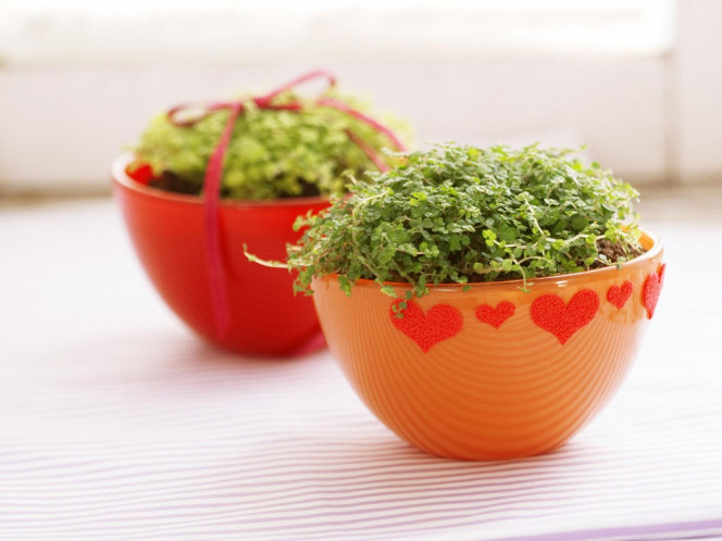 一张美味的图片 &middot; #877