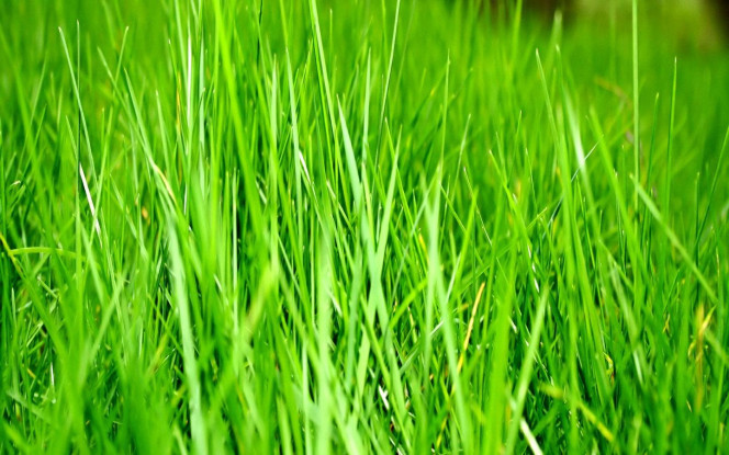 一张美味的图片 &middot; #2487