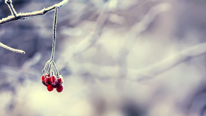 一张美味的图片 &middot; #3486