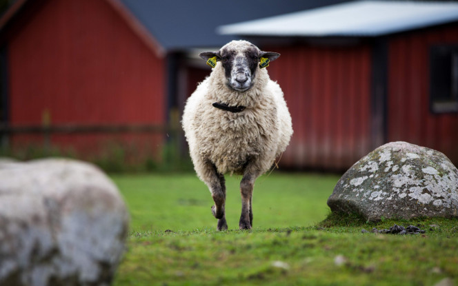 一张美味的图片 &middot; #5164