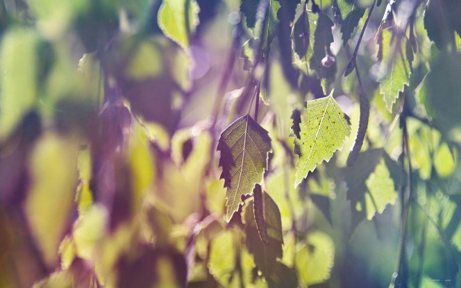 一张美味的图片 &middot; #1728