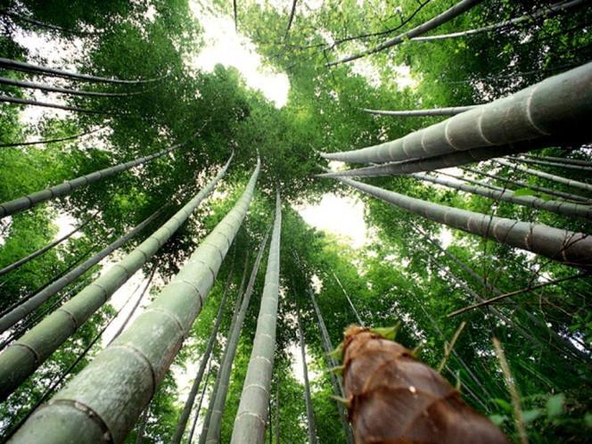 一张美味的图片 &middot; #522