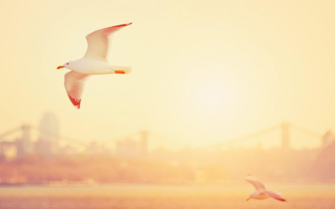 一张美味的图片 &middot; #1216