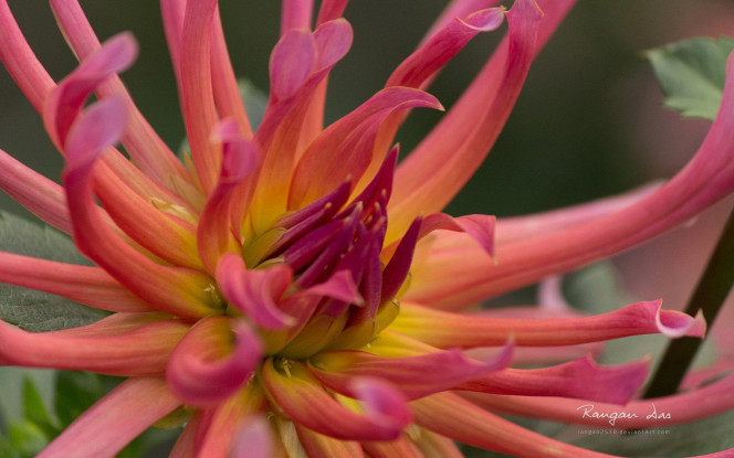 一张美味的图片 &middot; #2162