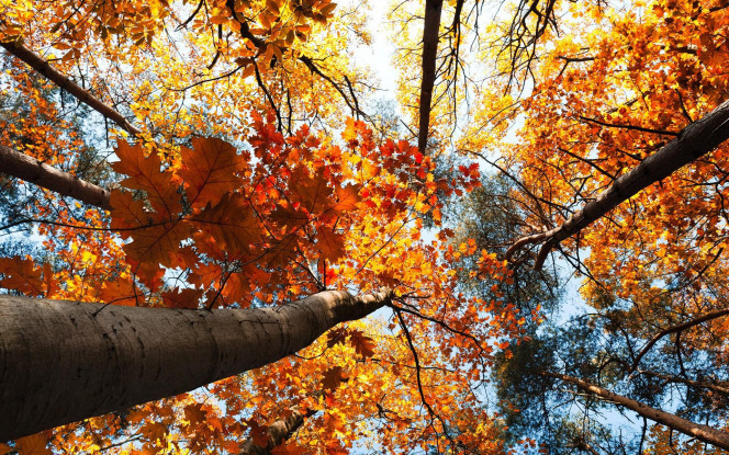 一张美味的图片 &middot; #1247