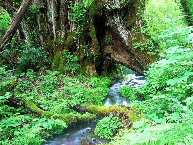 一张美味的图片 &middot; #932