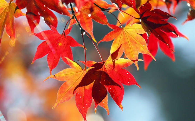 一张美味的图片 &middot; #3103