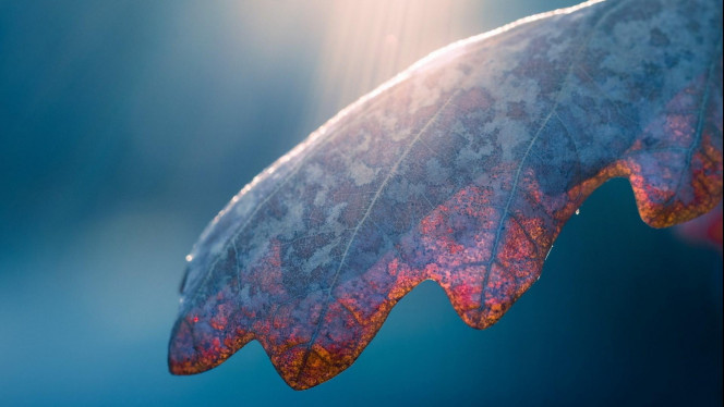 一张美味的图片 &middot; #2629