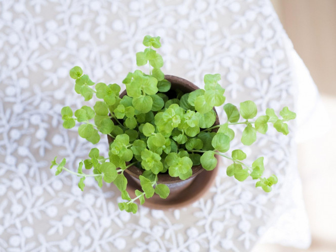 一张美味的图片 &middot; #860