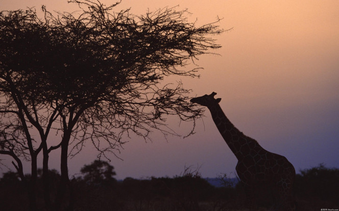 一张美味的图片 &middot; #585