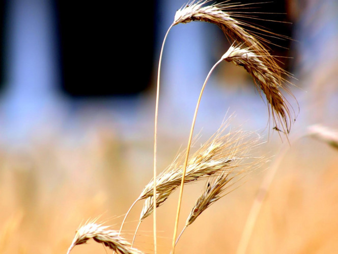 一张美味的图片 &middot; #1545