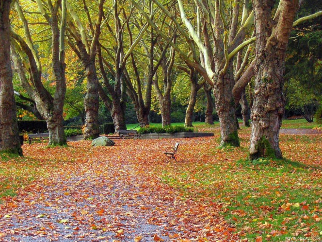 一张美味的图片 &middot; #556