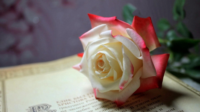 一张美味的图片 &middot; #3434