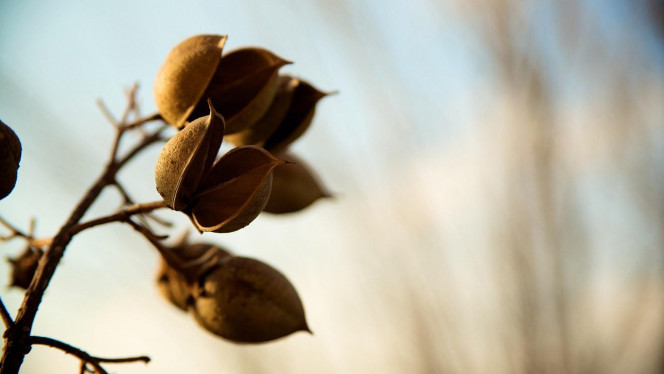 一张美味的图片 &middot; #4476