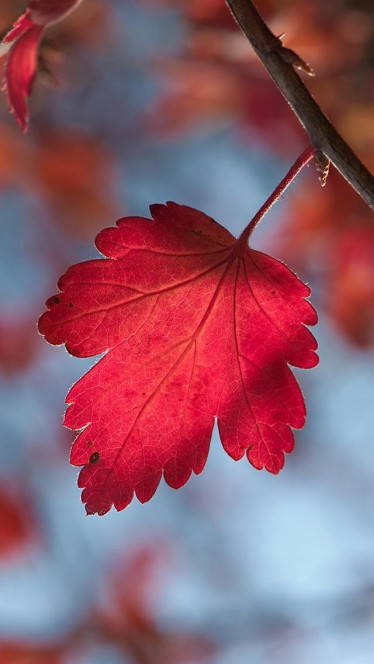 一张美味的图片 &middot; #178