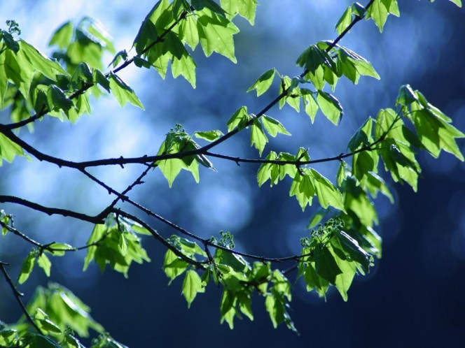 一张美味的图片 &middot; #548