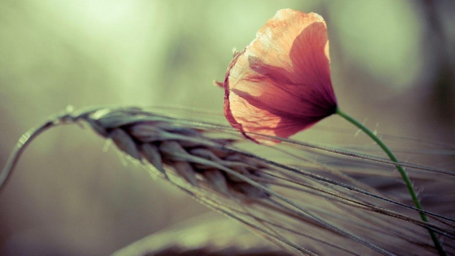 一张美味的图片 &middot; #3109