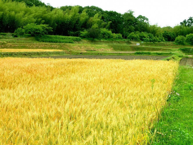 一张美味的图片 &middot; #569