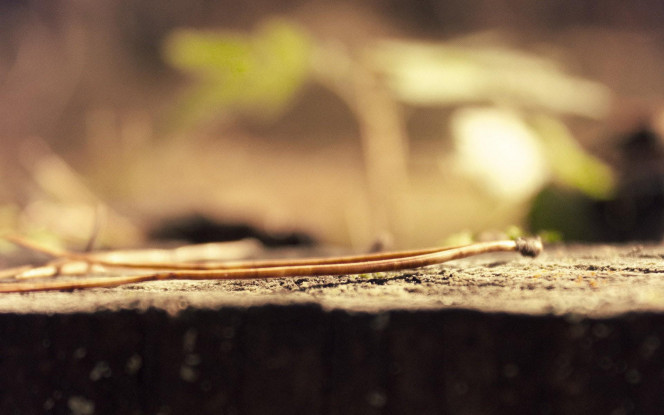 一张美味的图片 &middot; #724