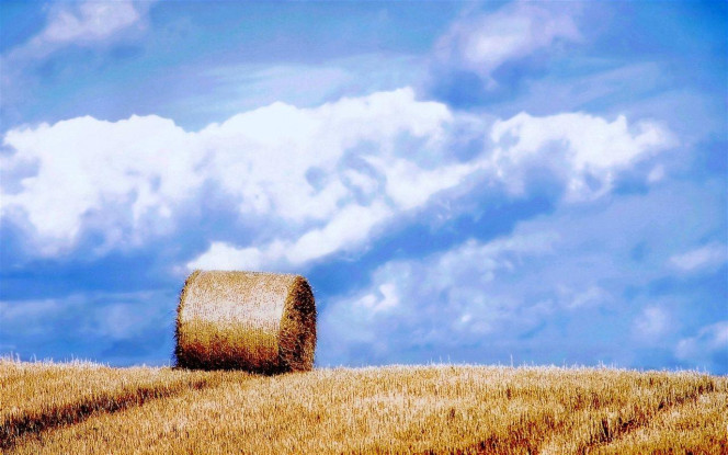 一张美味的图片 &middot; #3653