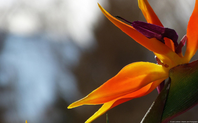 一张美味的图片 &middot; #1892