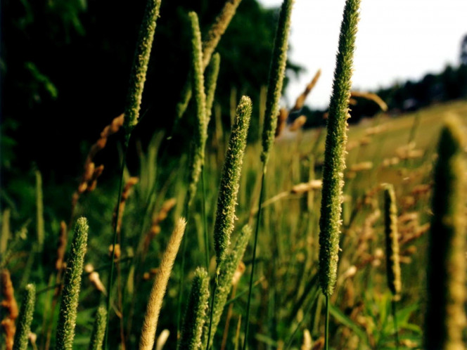 一张美味的图片 &middot; #596