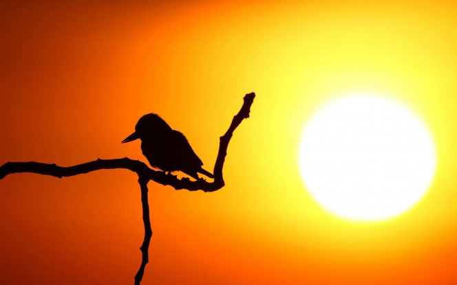 一张美味的图片 &middot; #742