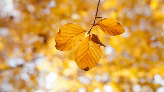 一张美味的图片 &middot; #3702