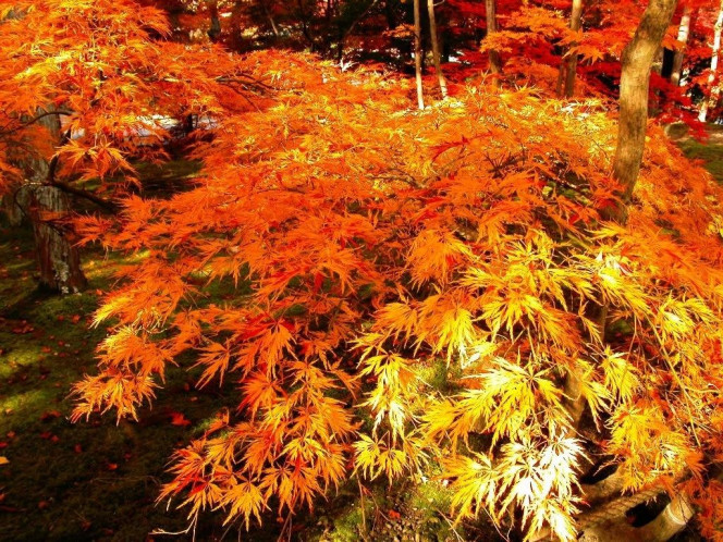 一张美味的图片 &middot; #591