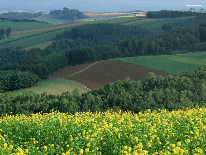 一张美味的图片 &middot; #549