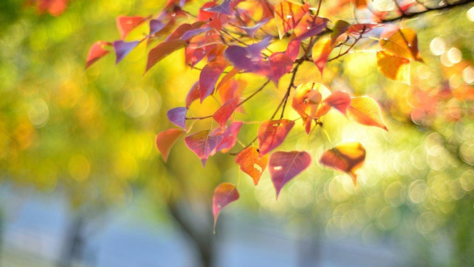 一张美味的图片 &middot; #2970