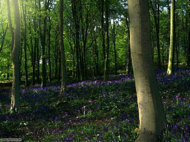 一张美味的图片 &middot; #509